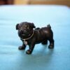Art of Smoke Ceramic Hand Pipe - Pug Life