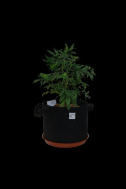 A Pot For Pot Air Pruning Fabric Pot