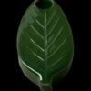 Art of Smoke Leaf Pipe